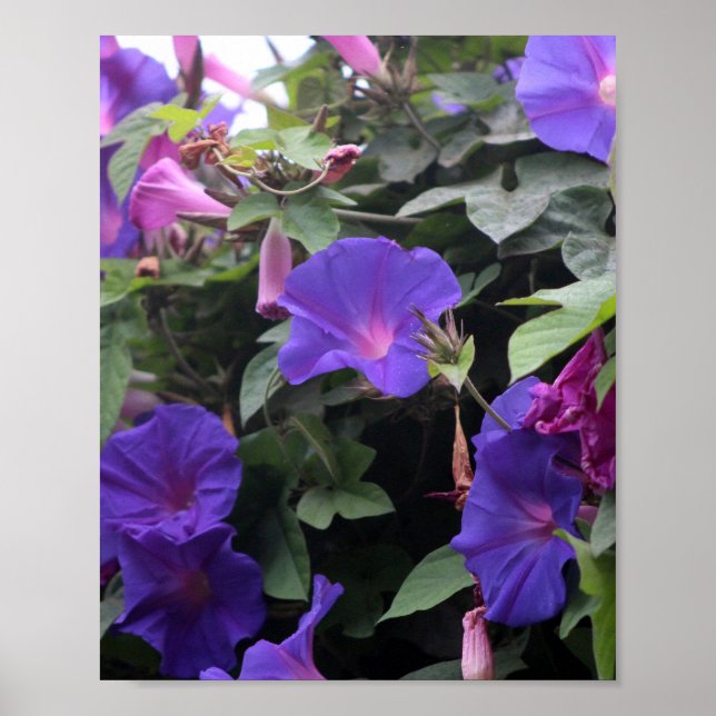 Poster Primavera Morning Glories in Blue (Frente)