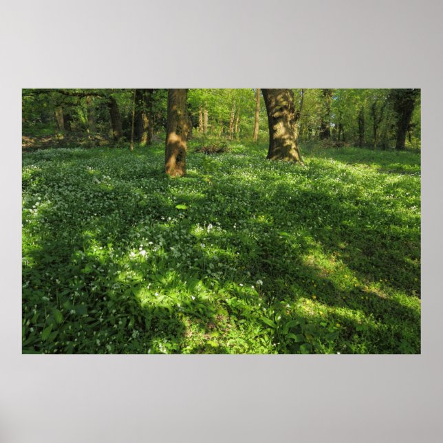 Poster Primavera na floresta (Frente)