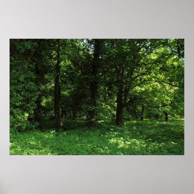 Póster Primavera na floresta 02 (Frente)