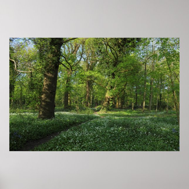 Póster Primavera na floresta, Bute Park, Cardiff (Frente)