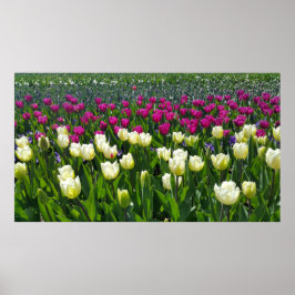 Poster Primavera na Holanda com Tulips