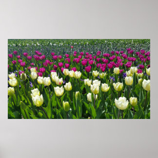 Poster Primavera na Holanda com Tulips