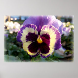 Poster primavera Pansy colorido