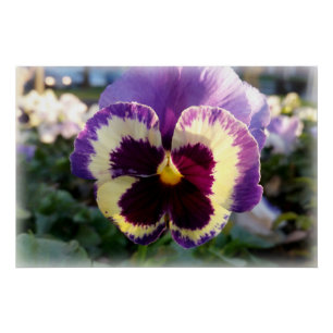 Póster primavera Pansy colorido