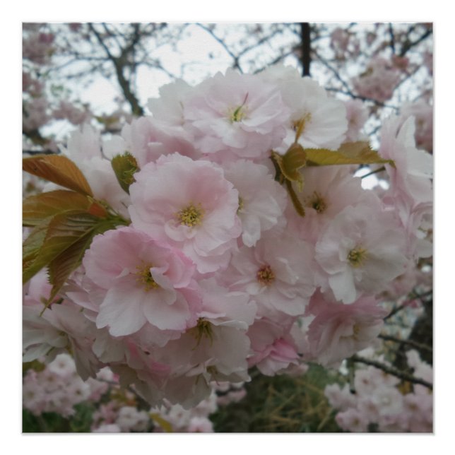 Póster Primavera Pinky Poster (Frente)