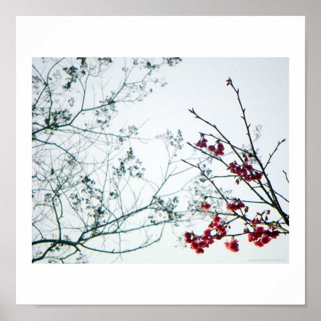 Póster Primavera Reach Out/Cherry Blossoms Photo-Impressã (Frente)