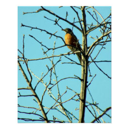 Póster Primavera Robin