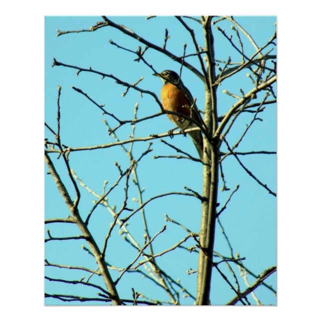 Póster Primavera Robin (Frente)