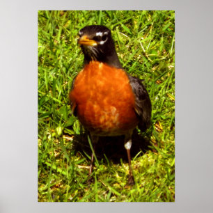 Póster Primavera Robin