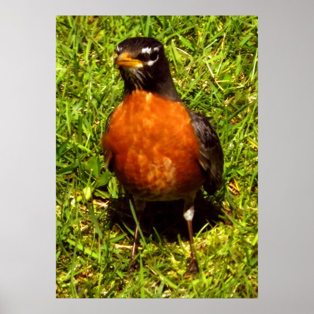 Póster Primavera Robin (Frente)