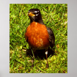 Póster Primavera Robin