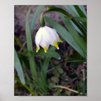 Primavera Snowflake Leucojum vernum Flor