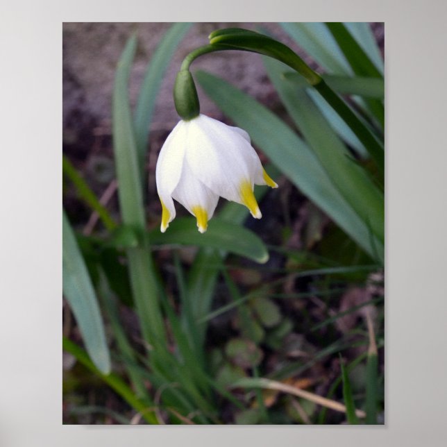 Poster Primavera Snowflake Leucojum vernum Flor (Frente)