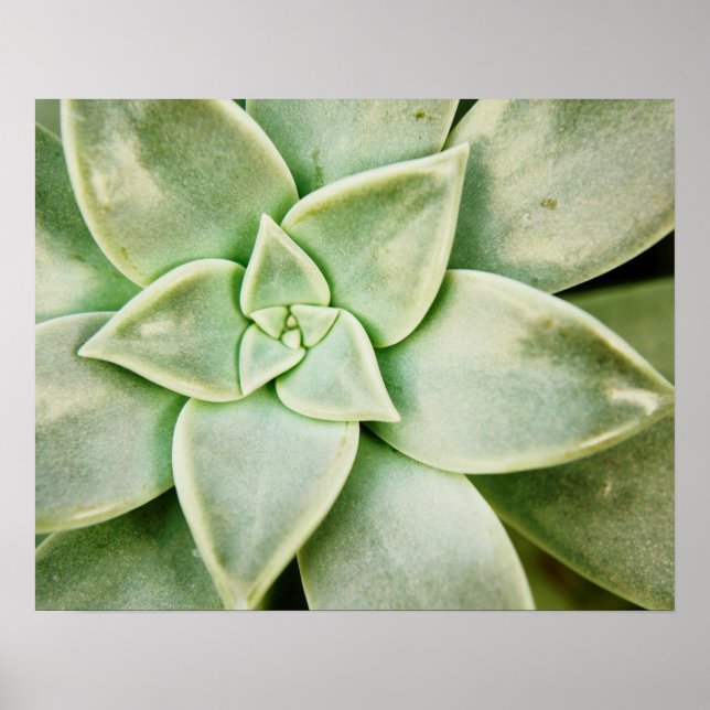 Poster Primavera Succulent (Frente)