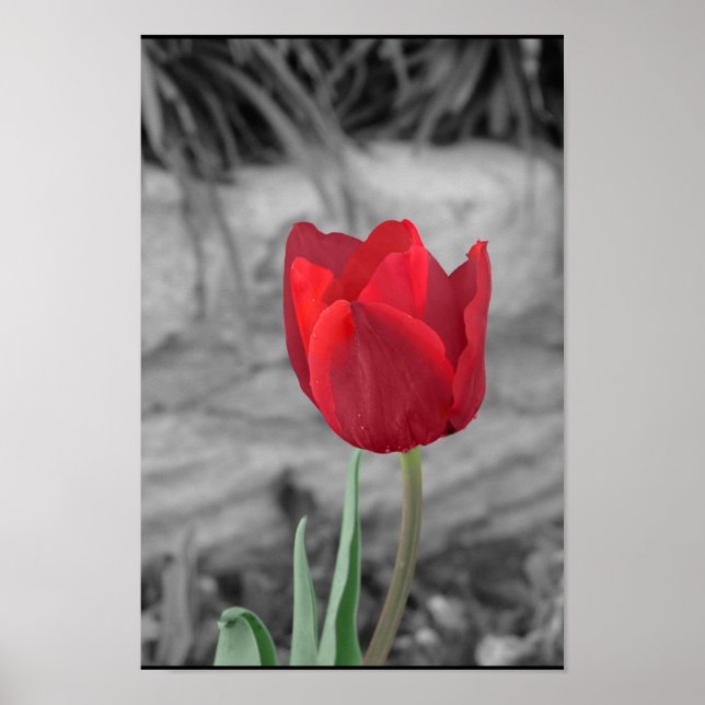 Poster Primavera Tulip (Frente)