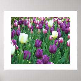 Poster Primavera Tulipas Fotografia Floral