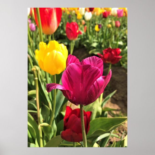 Poster Primavera Tulips, Oregon (Frente)