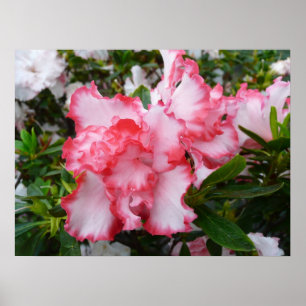 Póster Primavera vermelho e branco dobro das azáleas