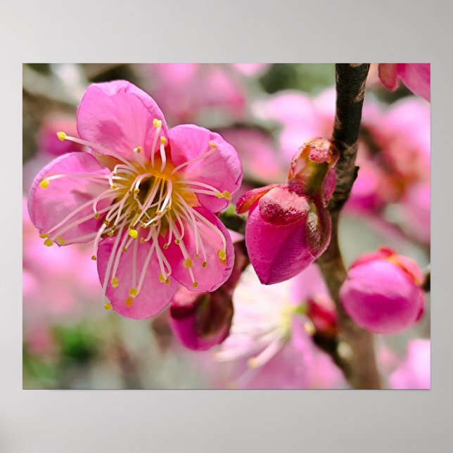 Poster Primeira Flor da Ameixeira em Close-Up (Frente)