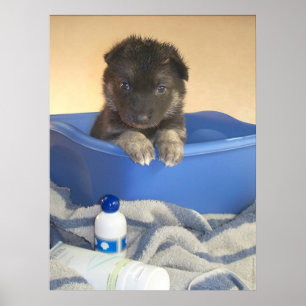 Poster Primeiro banho dos filhotes de cachorro