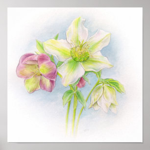 Póster Primeiro sinal da arte da aguarela dos hellebores
