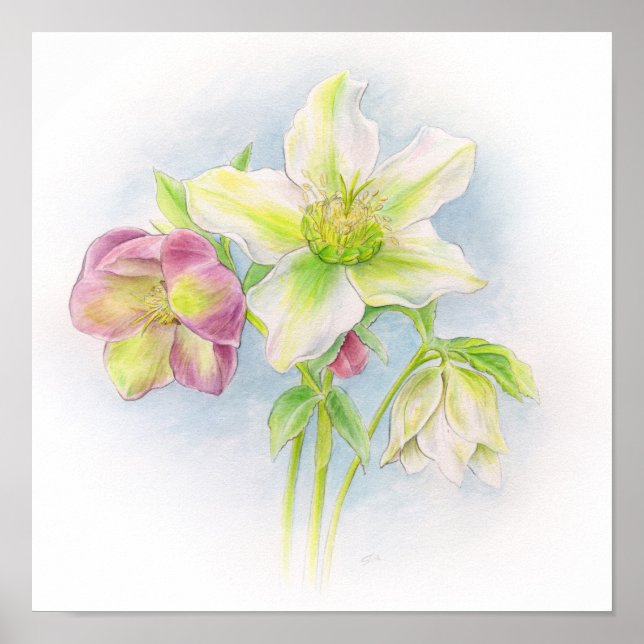 Póster Primeiro sinal da Primavera hellebores aquarela (Frente)