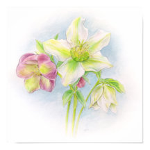 Primeiro sinal da Primavera hellebores aquarela