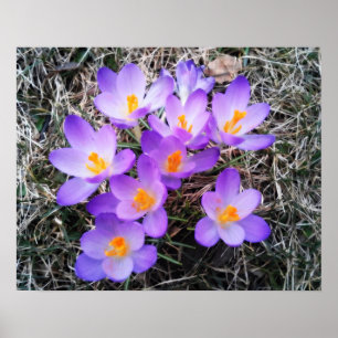 POSTER PRIMEIROS SINAIS DE PRIMAVERA