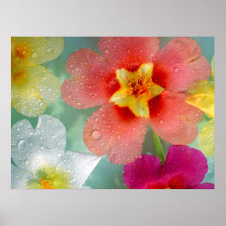 Póster Primrose Radiante