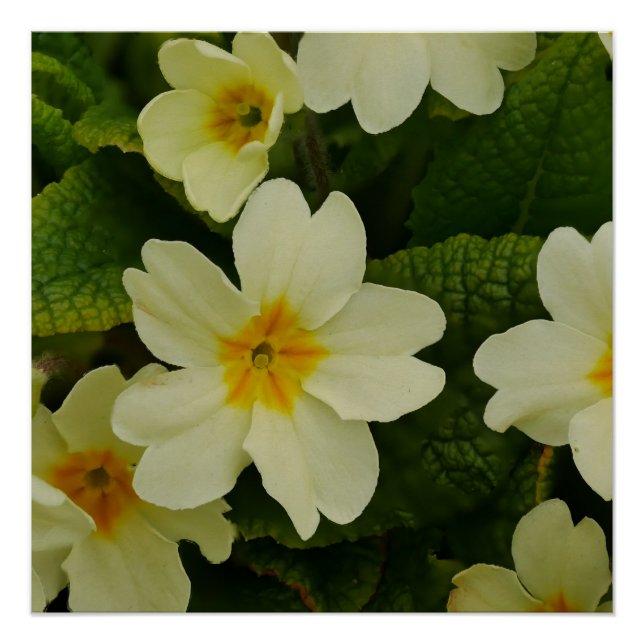 Póster Primroses Poster (Frente)