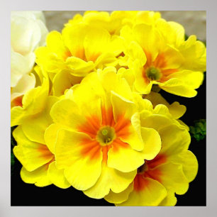 Poster Primula amarelo na primavera