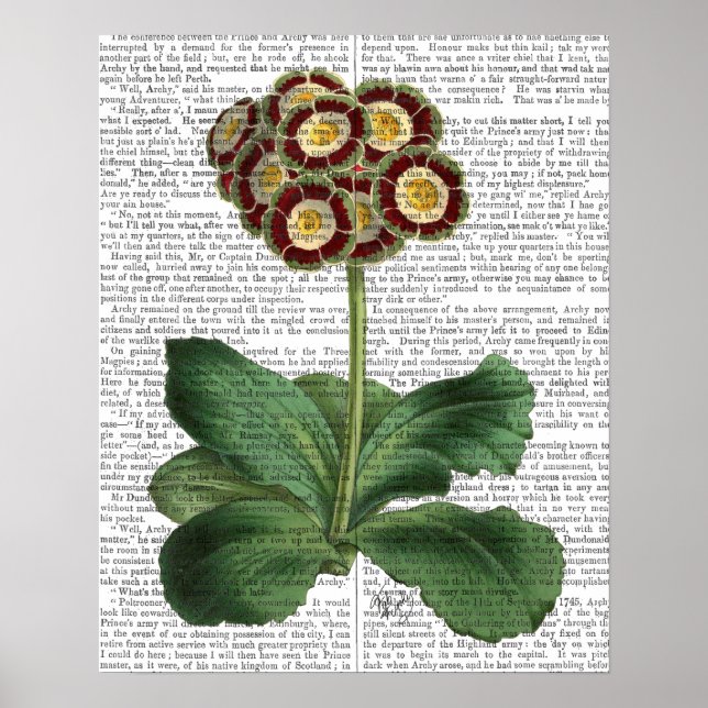 Póster Primula Auricula Vermelha (Frente)