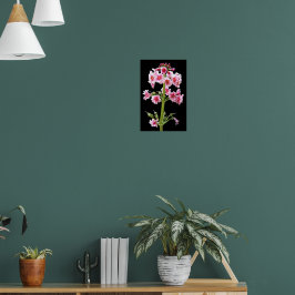 Poster Primula Candelabro Rosa em Floral Preto