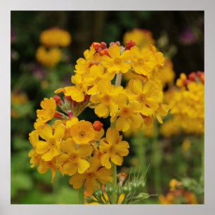 Póster Primula de florescência dos candelabros