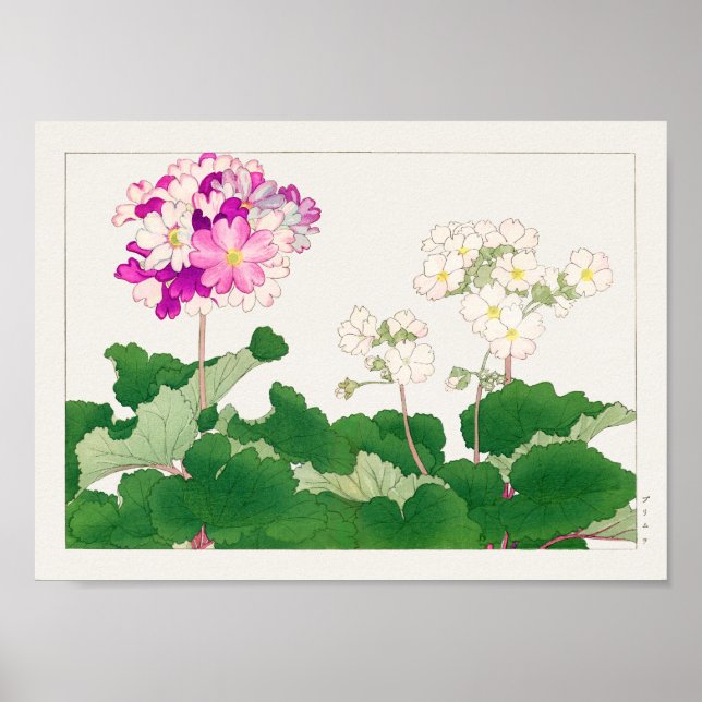 Poster Primula de Tanigami Konan (Frente)