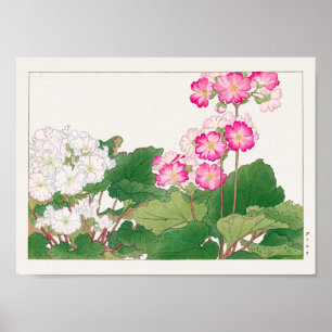 Poster Primula de Tanigami Konan