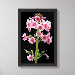 Poster Primula Floral de Candelabro Rosa