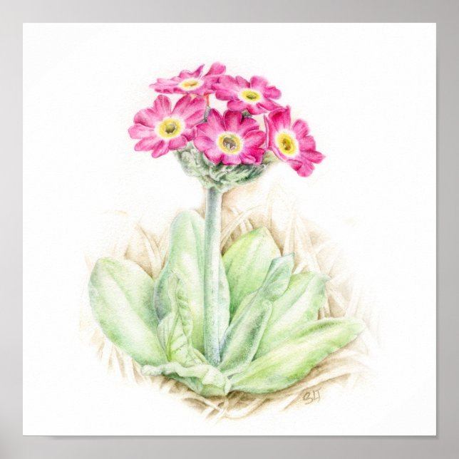 Poster Primula scotia alpina (Frente)