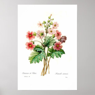 Poster Primula sinensis