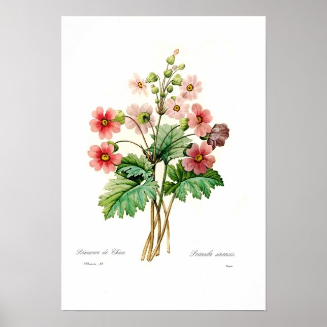 Poster Primula sinensis (Frente)