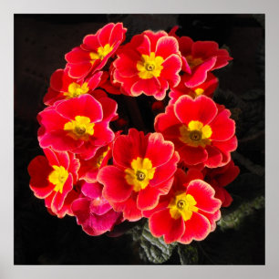 Póster Primula Vermelha em primavera