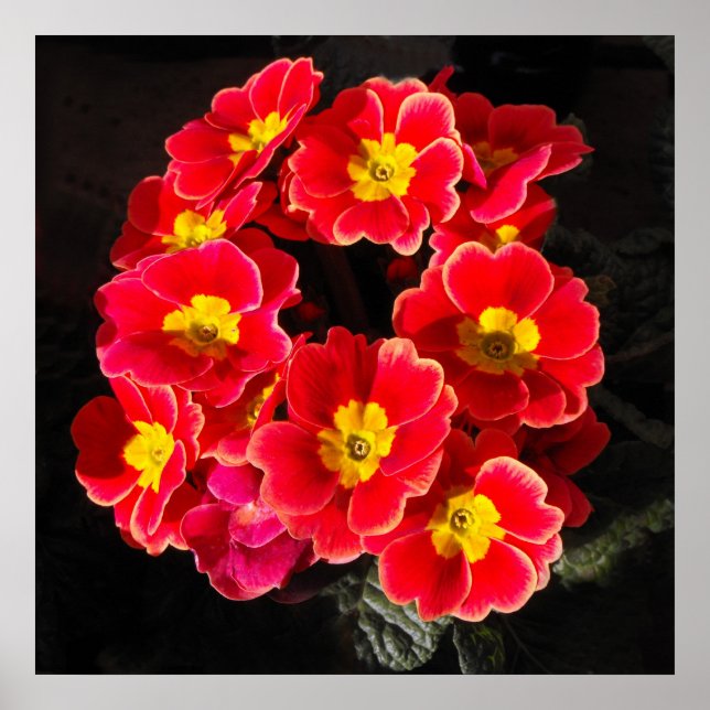 Póster Primula Vermelha em primavera (Frente)