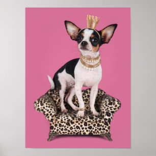 Póster Princesa da chihuahua