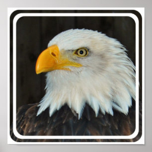 Poster principal de Eagle