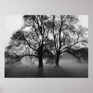 Poster PRINT - 2 Big Trees Black & White
