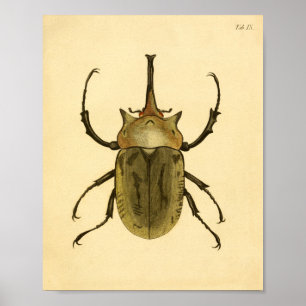 Póster Print “entomologia IV "