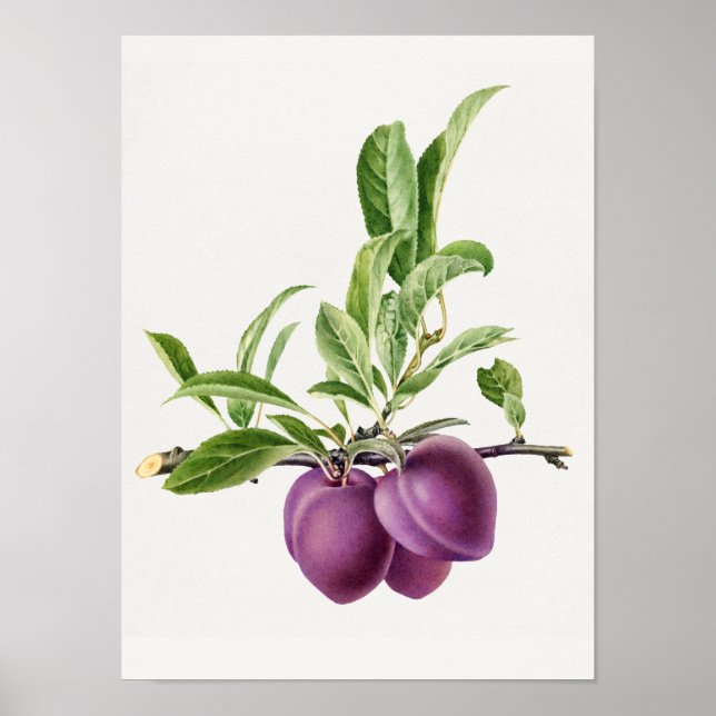 Poster Pró Roxo Delicioso em Pintura em Ramificação (Frente)