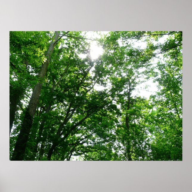 Poster Procurando Árvores de Verão (Frente)