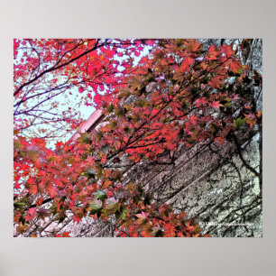 PÓSTER PROCURANDO ATRAVÉS DO CRIMSON LEAVES/DIG.EFFEC