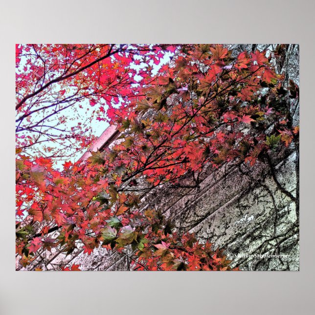PÓSTER PROCURANDO ATRAVÉS DO CRIMSON LEAVES/DIG.EFFEC (Frente)